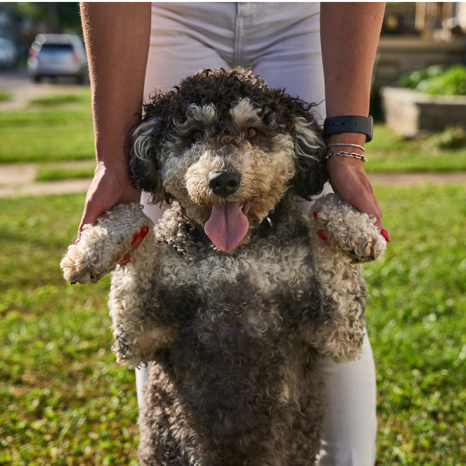 A curly-haired black and white dog stands upright on its hind legs, supported by a person holding its front paws. The dog is panting happily with its tongue out, and they are outdoors on a grassy lawn.